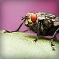 /album/protadgairob/photolia-a08-jpg/